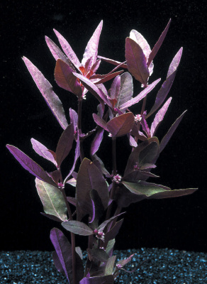 Альтернантера сидячая с грузом Альтернантера сидячая с грузом